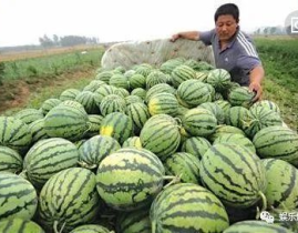 吃瓜的娱乐号,揭秘吃瓜号背后的热点与现象